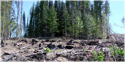 Logging clearing on Bird Creek
